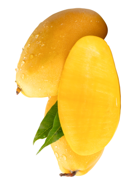 İki olgun sarı mango meyvesi ve yarısı yeşil yapraklı ve su damlacıkları png dosya biçiminde kırpma yolu ile izole edilir.