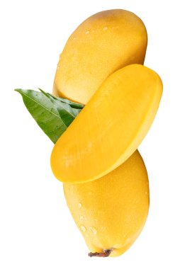İki olgun sarı mango meyvesi ve mango yarısı yeşil yapraklı ve su damlacıkları beyaz arka planda kırpma yolu ile izole edilir..