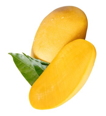 Tek olgun sarı mango meyvesi ve yarısı yeşil yapraklı ve su damlacıkları beyaz arka planda kırpma yolu ile izole edilir..