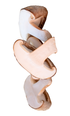 Shiitake mantarının yarı yarıya ön görünümü png dosya biçiminde kırpma yolu ile izole edilmiştir.