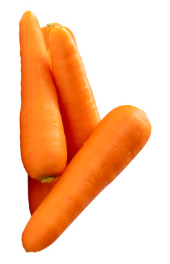 Yığının içindeki dört taze turuncu havuç kökü yan görünümü png dosya biçiminde kırpma yolu ile izole edilmiştir.