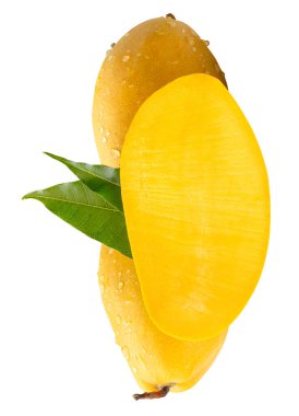 İki olgun sarı mango ve yarısı yeşil yapraklı ve su damlacıkları beyaz arka planda kırpma yolu ile izole edilir..