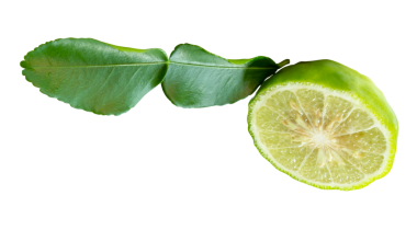 Yeşil bergamot meyveleri veya kaffir limonunun bir yarısındaki yeşil yapraklı kenar görünümü png dosya biçiminde kırpma yolu ile izole edilmiştir.