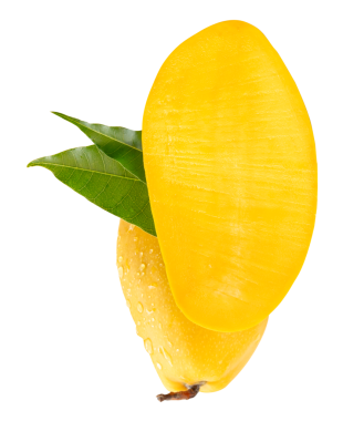 Tek olgun sarı mango ve yarısı yeşil yapraklı ve su damlacıkları png dosya biçiminde kırpma yolu ile izole edilir.