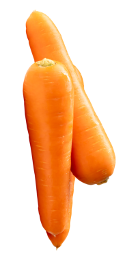 Yığındaki üç taze turuncu havuç kökünün yan görünümü png dosya biçiminde kırpma yolu ile izole edilmiştir.
