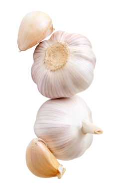 İki sarımsak soğanı ve iki sarımsaklı karanfil üst görünümü png dosya biçiminde kırpma yolu ile izole edilir.