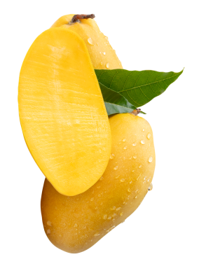 İki olgun sarı mango meyvesi ve yarım yeşil yapraklı ve yığın halinde su damlacıkları png dosya biçiminde kırpma yolu ile izole edilir.