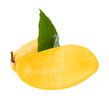 Tek olgun mango meyvesi ve yarısı yeşil yapraklı ve su damlacıkları png dosya biçiminde kırpma yolu ile izole edilir.