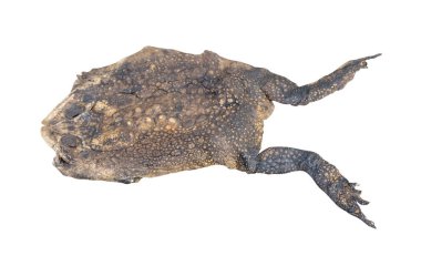 Kurbağa leşinin ya da ölü kurbağanın üst görüntüsü üzerine basar ya da araba tarafından ezilir, beyaz arka planda kırpma yolu ile izole edilir..