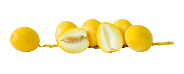 Png dosya biçiminde kırpma yolu ile izole edilmiş taze olgun sarı Barhi hurma palmiye meyveleri yığını halinde küçük demetler halinde. Müslümanlar için Ramazan ayında iftar yemeği kavramı