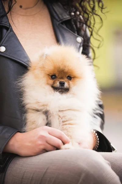 stock image Cute fluffy Pomeranian puppy Dog sitting on the hands of a girl Human friend. High quality photo