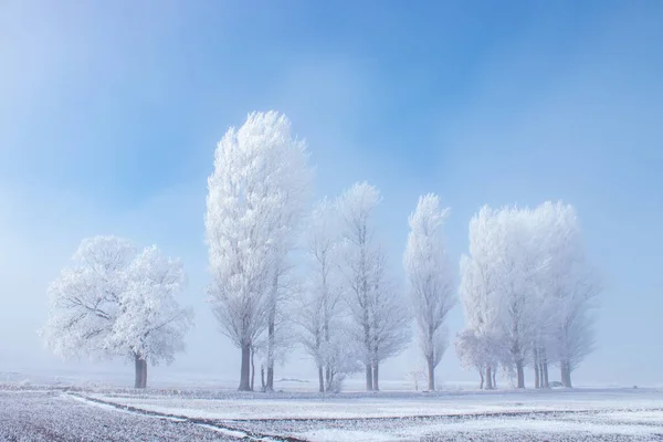 Frozen trees in the foggy plain. Winter landscape and foggy weather. Erzurum plain , Turkey.