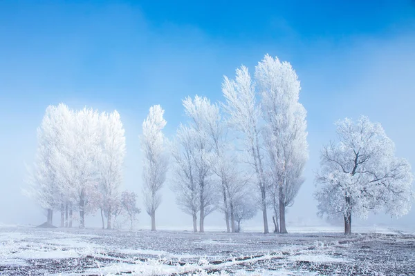 Frozen trees in the foggy plain. Winter landscape and foggy weather. Erzurum plain , Turkey.