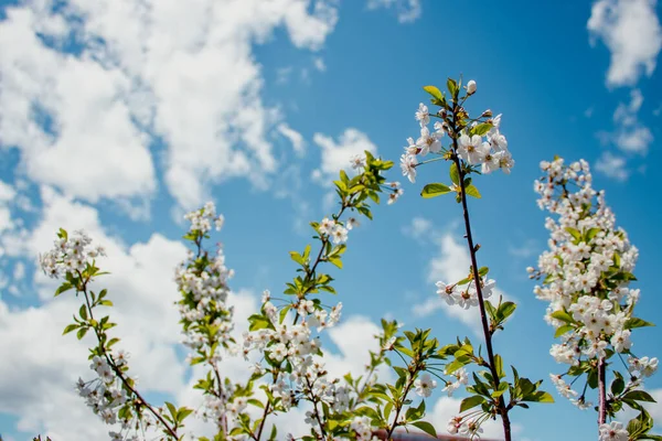Árbol Con Flores Blancas Frente Cielo Azul Con Nubes Concepto — Foto de Stock