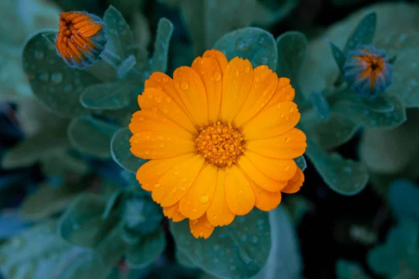 Eine Gelbe Blume Mit Wassertropfen Darauf Würzt Das Konzept Hochwertiges — Stockfoto
