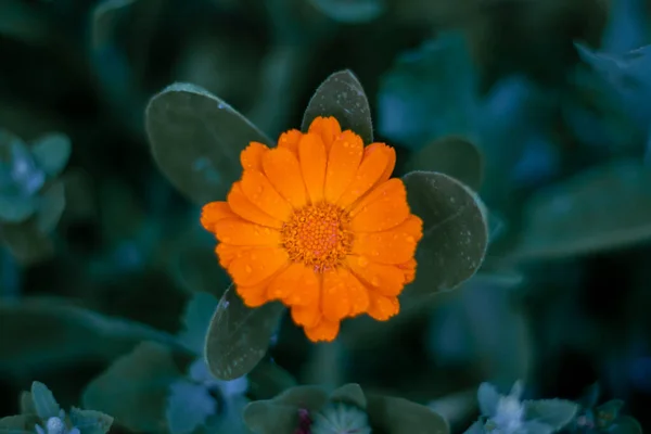 Жовта Квітка Краплями Води Ньому Концепція Сезону Високоякісна Фотографія — стокове фото