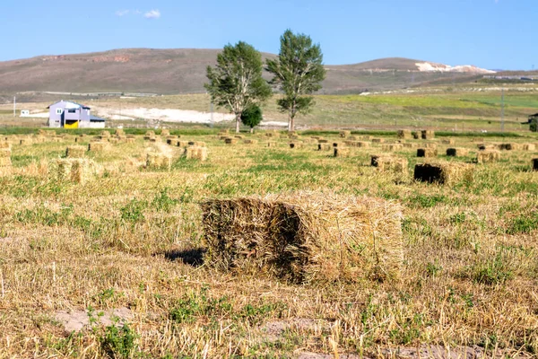 Hay bales with harvested hay field.Content available for harvest time.Agricultur. High quality photo