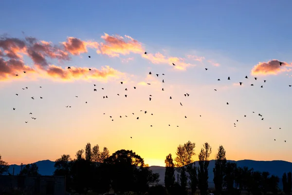 Pássaros Voando Céu Pôr Sol Com Pôr Sol Fundo Foto — Fotografia de Stock
