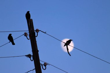 Bir kuş, arka planda ay olan bir tele tüneyip sakin bir sahne yaratıyor. Yüksek kalite fotoğraf