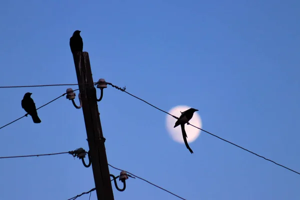 Ptak Siada Drucie Księżycem Tle Tworząc Spokojną Scenę Wysokiej Jakości — Zdjęcie stockowe