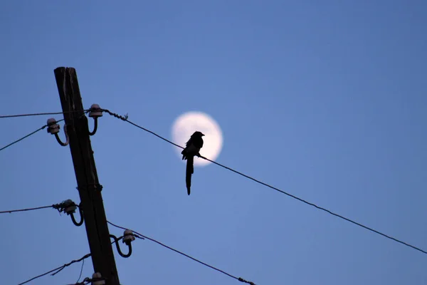 Ptak Siada Drucie Księżycem Tle Tworząc Spokojną Scenę Wysokiej Jakości — Zdjęcie stockowe
