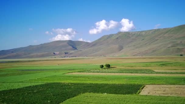 Drone Video Pianura Erzurum Vasti Prati Campi Montagne Agricoltura Filmati — Video Stock