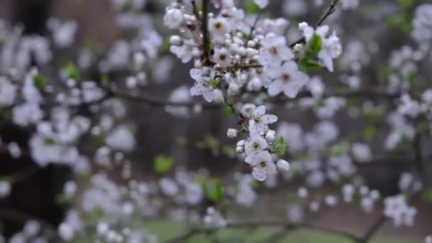 Beautiful White Plum Tree Full Bloom Captured Rainy Spring Day — Stock Video