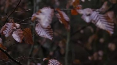 Yağmurlu bir bahar gününde yakın planda bir ağacın kahverengi yapraklarına yağmur damlaları düşer. - Evet. Yüksek kaliteli FullHD görüntüler