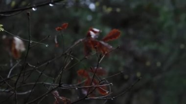 Yağmurlu bir bahar gününde yakın planda bir ağacın kahverengi yapraklarına yağmur damlaları düşer. - Evet. Yüksek kaliteli FullHD görüntüler