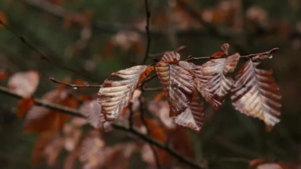 Dešťové Kapky Hnědé Listy Stromu Detailu Během Deštivého Jarního Dne — Stock video