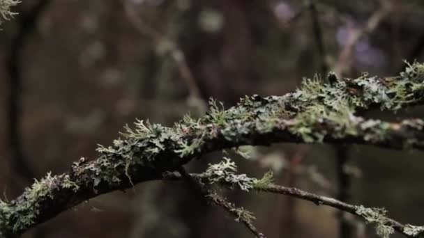 Ein Nahaufnahme Video Von Grünen Mit Moos Bewachsenen Zweigen Regentagen — Stockvideo