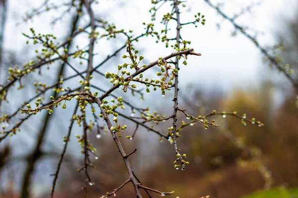 Descubra Beleza Primavera Medida Que Árvores Frutíferas Florescem Chuva Traz — Fotografia de Stock
