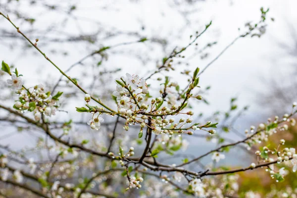 Descubre Belleza Primavera Mientras Los Árboles Frutales Florecen Lluvia Nueva — Foto de Stock