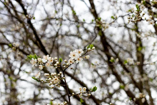 Descubre Belleza Primavera Mientras Los Árboles Frutales Florecen Lluvia Nueva — Foto de Stock