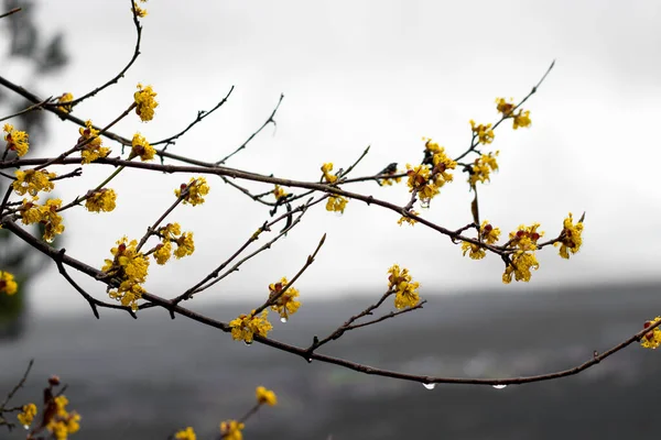 Objevte Krásu Jara Jako Ovocné Stromy Kvetou Déšť Přináší Nový — Stock fotografie