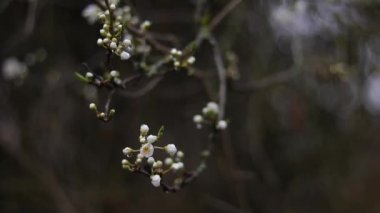 Güzel bir beyaz erik ağacı tam çiçeklenmiş, yağmurlu bir bahar gününde doğal güzelliğine yağmur damlalarıyla yakalanmış. Yüksek kaliteli FullHD görüntüler