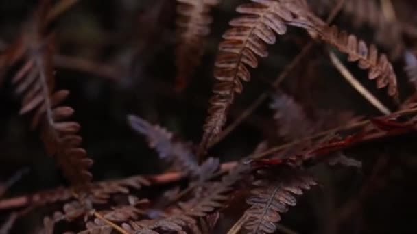 Gotas Chuva Folhas Marrons Uma Árvore Close Durante Dia Primavera — Vídeo de Stock