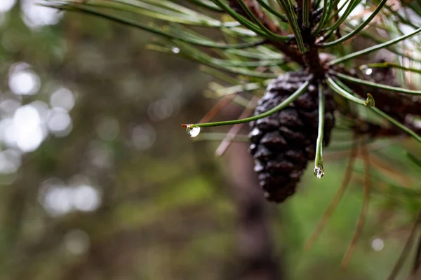 雨が自然を活性化させる方法を示す 枝の上に雨に浸かった松葉 高品質の写真 — ストック写真