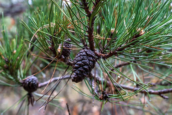 Rainsoaked Pinecone Branch Showcasing How Rain Revitalizes Nature High Quality — Stock Photo, Image