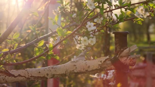 Kwitnąca Wiśnia Drzewo Wiejskim Ogrodzie Podczas Wiosennego Zachodu Słońca Zwolnił — Wideo stockowe