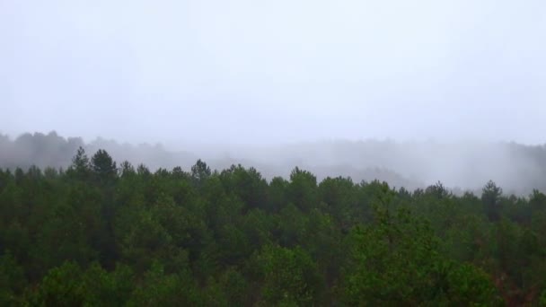 Uma Floresta Densa Nevoeiro Com Uma Montanha Fundo Título Adequado — Vídeo de Stock