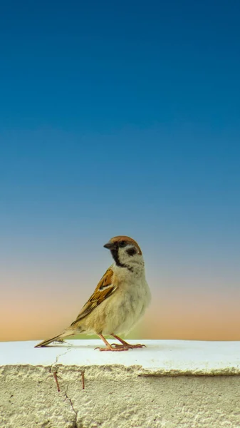 Sperling Hockte Auf Der Mauer Sperlingsvogel Wildtiere Textbereich Kopieren Singvogelweibchen — Stockfoto