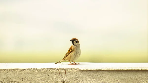 Serçe Duvara Tünemiş Serçe Kuş Yaban Hayatı Metin Alanını Kopyala — Stok fotoğraf