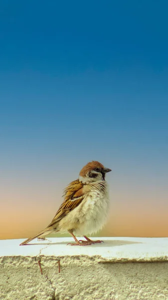 Sperling Hockte Auf Der Mauer Sperlingsvogel Wildtiere Textbereich Kopieren Singvogelmännchen — Stockfoto