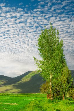 Yeşil dağ manzarası ve mavi gökyüzü, kavak ağaçları. Dikey çevre geçmişi. Cayirtepe. Yüksek kalite fotoğraf