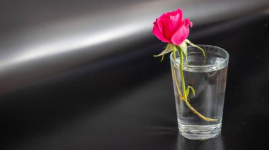 14 Subat Sevgililer Gunu ya da 14 Şubat Sevgililer Günü arka plan ve suyla dolu bir bardak ve pembe bir gül. Yüksek kalite fotoğraf