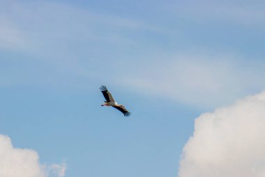 Gökyüzünde özgürce süzülen bir leylek baharın gelişini ve daha sıcak bölgelere olan göç yolculuğunu simgeliyor. Yüksek kalite fotoğraf