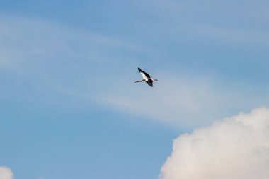Gökyüzünde özgürce süzülen bir leylek baharın gelişini ve daha sıcak bölgelere olan göç yolculuğunu simgeliyor. Yüksek kalite fotoğraf
