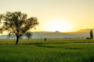 Issız bir ağaçla yemyeşil bir tarlanın üzerinde sakin bir gün batımı, bir dağ zeminine huzurlu bir siluet sergiliyor. Yüksek kalite fotoğraf
