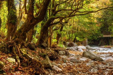 Parlak yaprakları ve dingin bir nehri olan sonbahar ormanı sahnesi değişimi ve huzuru simgeliyor..